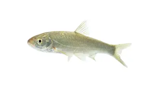 Leuciscus: Common Dace