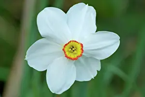Robin Boswell: Common Daffodil variety Sunrise