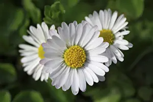 Bellis: Common Daisy