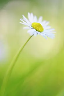 Perennis: Common Daisy