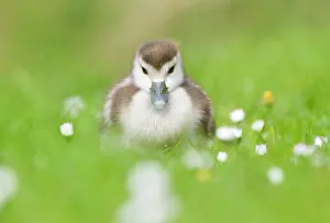 Bellis: Common Daisy