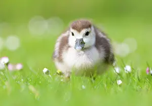 Bellis: Common Daisy