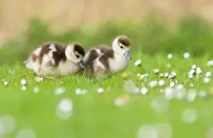 Bellis: Common Daisy
