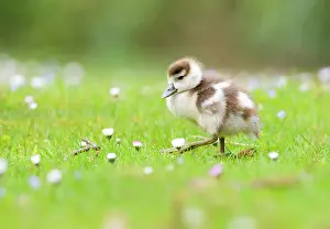 Bellis: Common Daisy