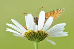 Bellis: Common Daisy