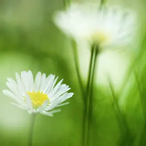 Bellis: Common Daisy
