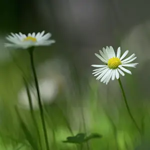 Bellis: Common Daisy