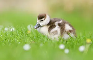 Duckling: Common Daisy