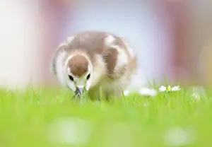 Duckling: Common Daisy