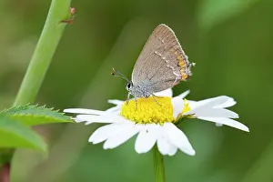 Bellis: Common Daisy