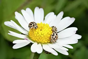 Bellis: Common Daisy