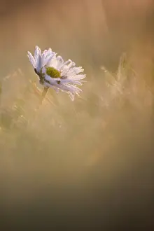 Daisy: Common Daisy