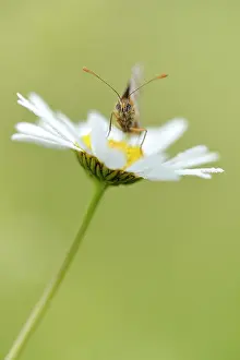 Daisy: Common Daisy