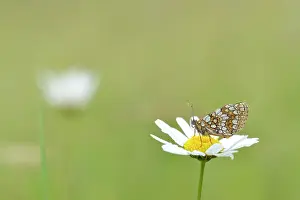 Daisy: Common Daisy