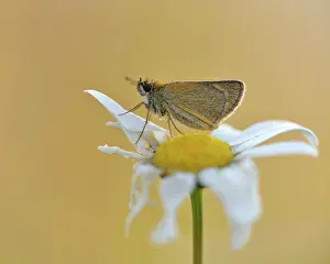 Daisy: Common Daisy