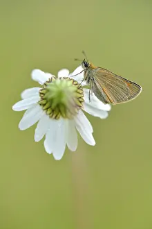 Daisy: Common Daisy