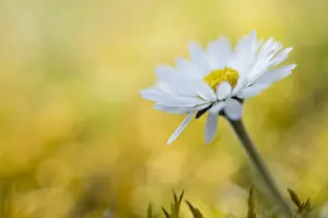 Composite: Common Daisy (Bellis perennis) flower in close