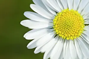 Stamens: Common Daisy - flowers