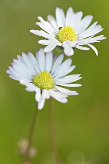 Bellis: Common Daisy Flowers