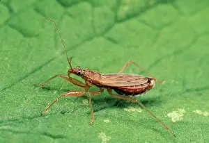 Damsel: Common Damsel Bug