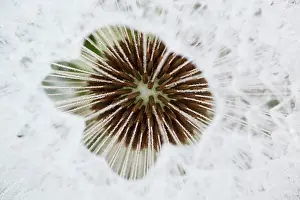 Taraxacum: Common Dandelion