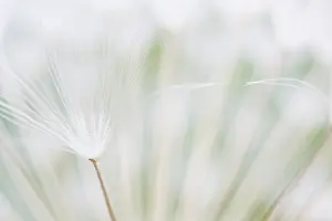 Taraxacum: Common Dandelion
