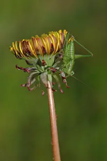 Taraxacum: Common Dandelion