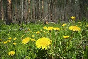 Officinale: Common Dandelion
