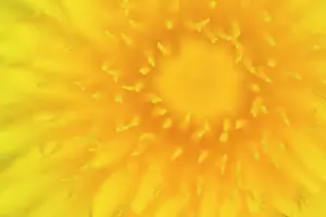 Officinale: Common Dandelion