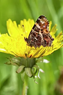Officinale: Common Dandelion