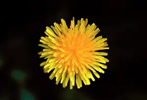 Dandelions: Common Dandelion Flower
