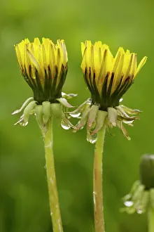 Dull: Common dandelion - flowers closed up in dull rainy weather