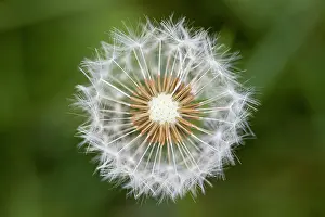 Dandelions: Common Dandelion detail of seed head