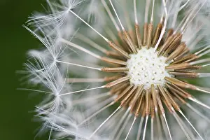 Dandelions: Common Dandelion detail of seed head