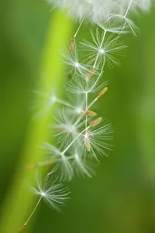 Dandelions: Common Dandelion detail of seeds