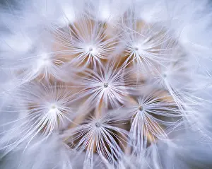 Officinale: Common dandelion (Taraxacum officinale) akene, Leon