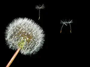 Seeding: Common Dandelion - throwing seeds