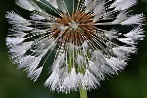 Officinale: Common Dandelion (Traxacum officinale) seedhead