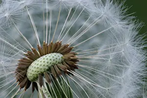 Officinale: Common Dandelion (Traxacum officinale) seedhead