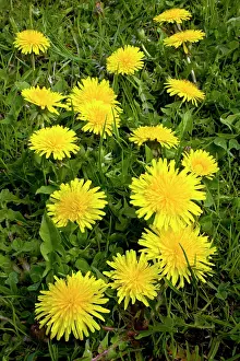 Dandelions: Common Dandelions - in flower in spring