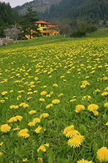 Dandelions: Common Dandelions - in flower in spring