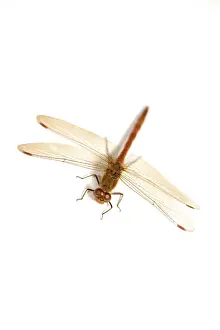 Darters: Common Darter
