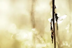 Striolatum: Common Darter