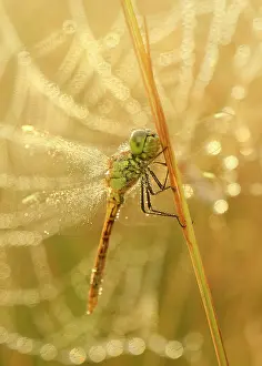 Striolatum: Common Darter