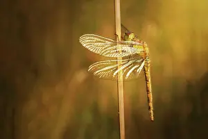 Striolatum: Common Darter