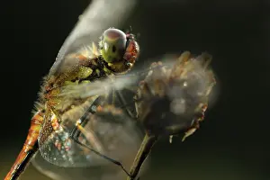 Waterdrops: Common Darter