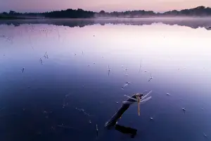 Kampina: Common Darter