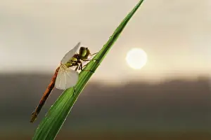 Waterdrops: Common Darter