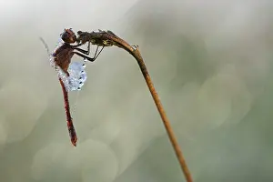Sympetrum: Common Darter