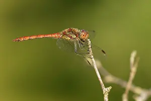 Sympetrum: Common Darter